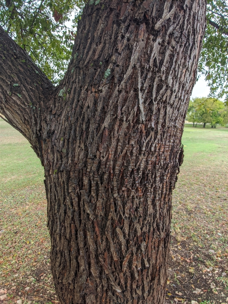 Bark