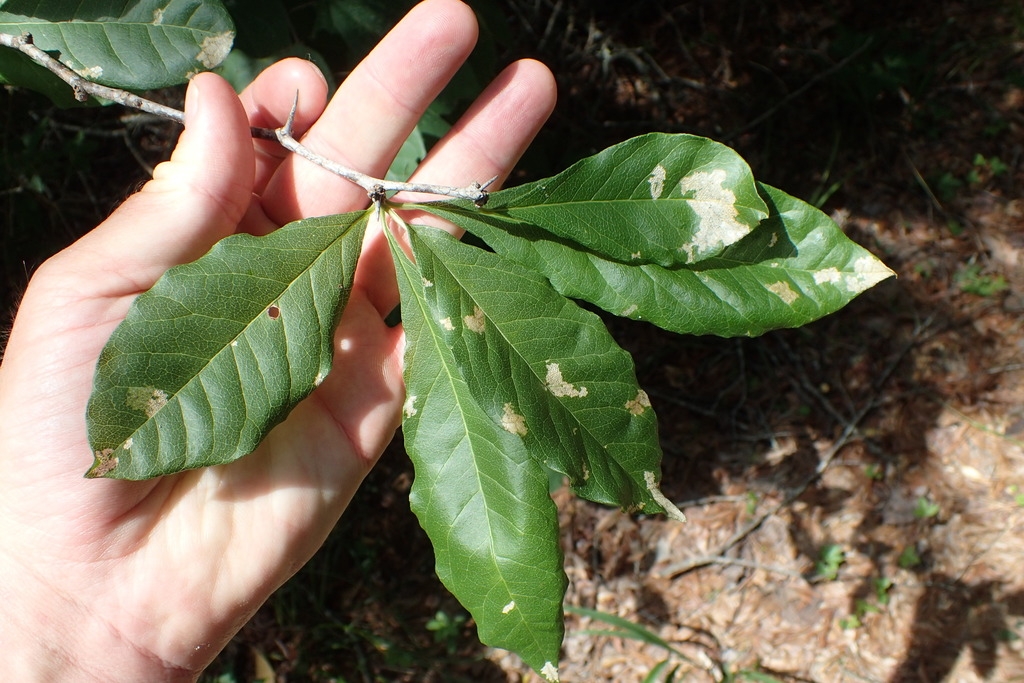 Leaf cluster