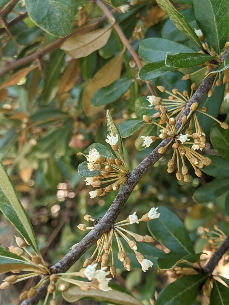 Flowers in June in FL