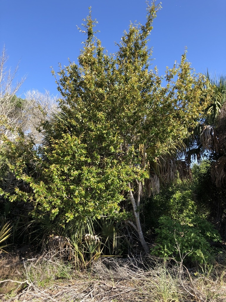 Form