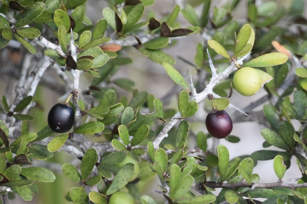 Maturing fruits