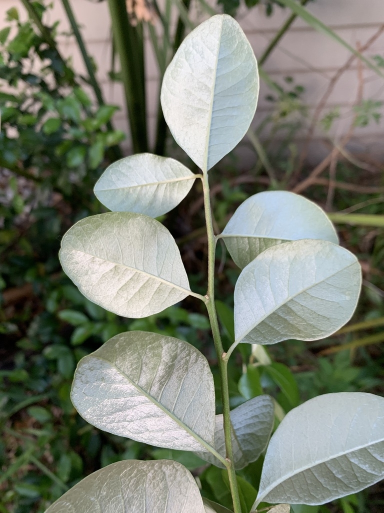 Silvery underside of leaves