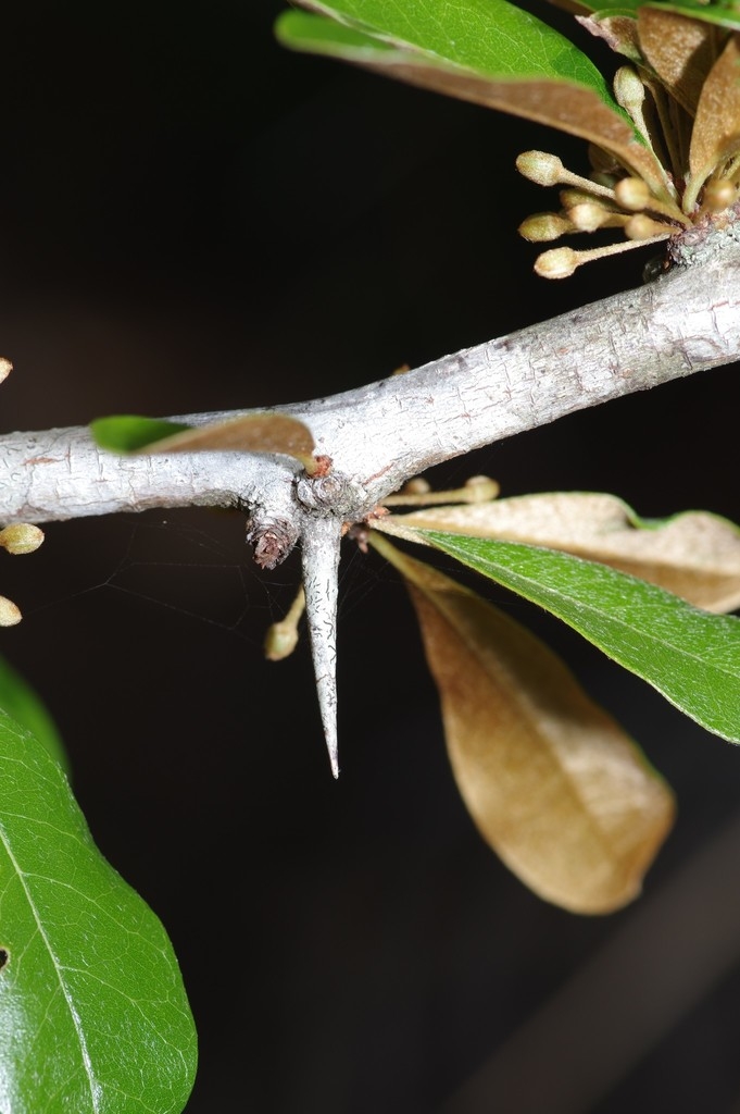 Stem with thorn