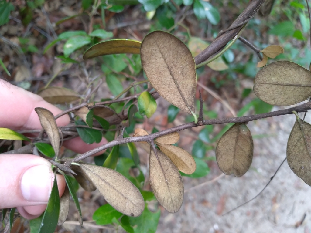 Reddish underside of leaves