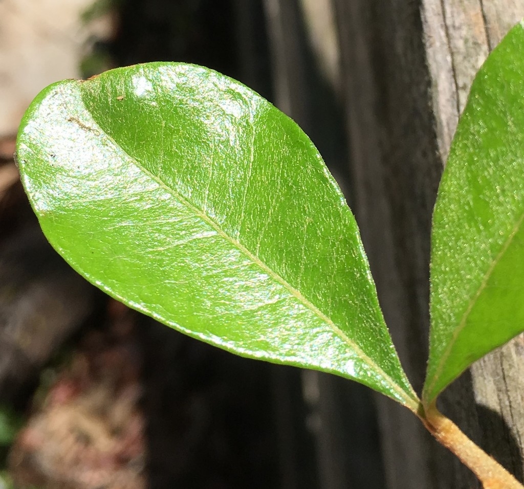 Upper leaf surface