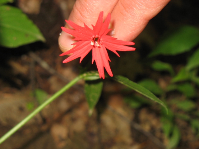 Silene virginica