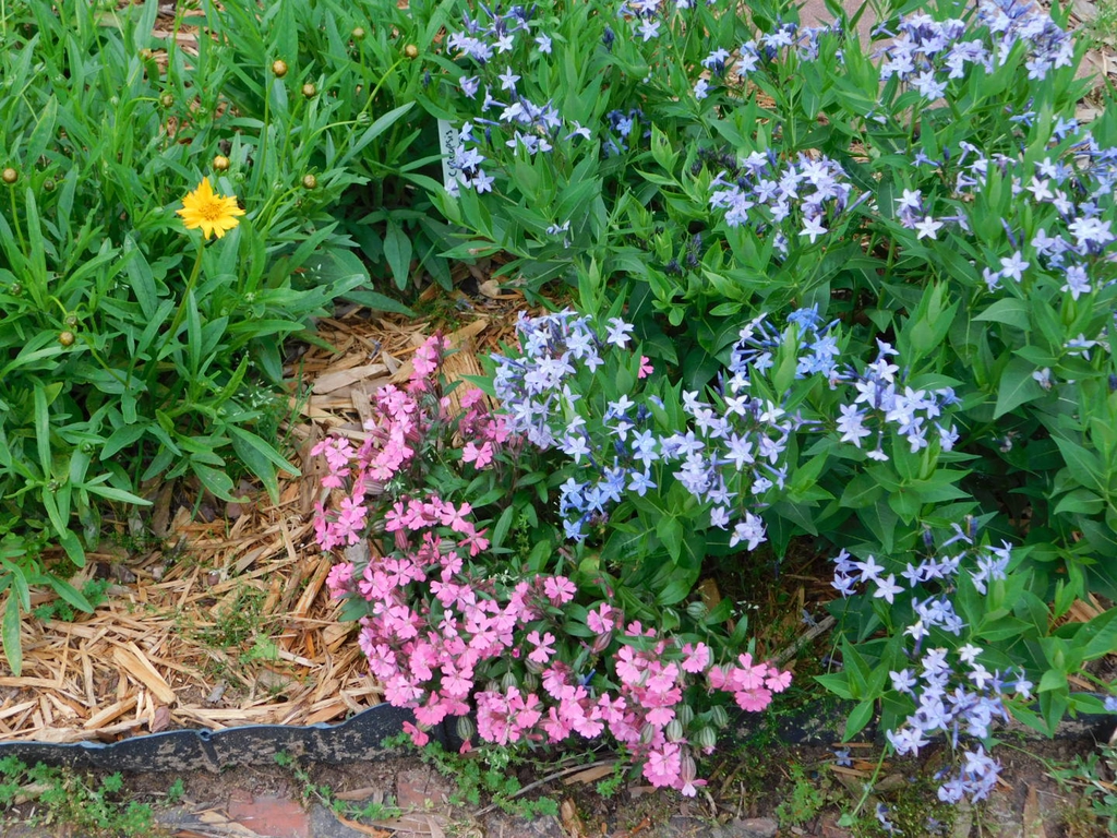 In the landscape with coreopsis and amsonia