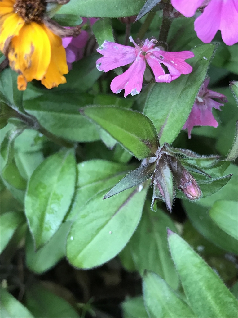 Leaves