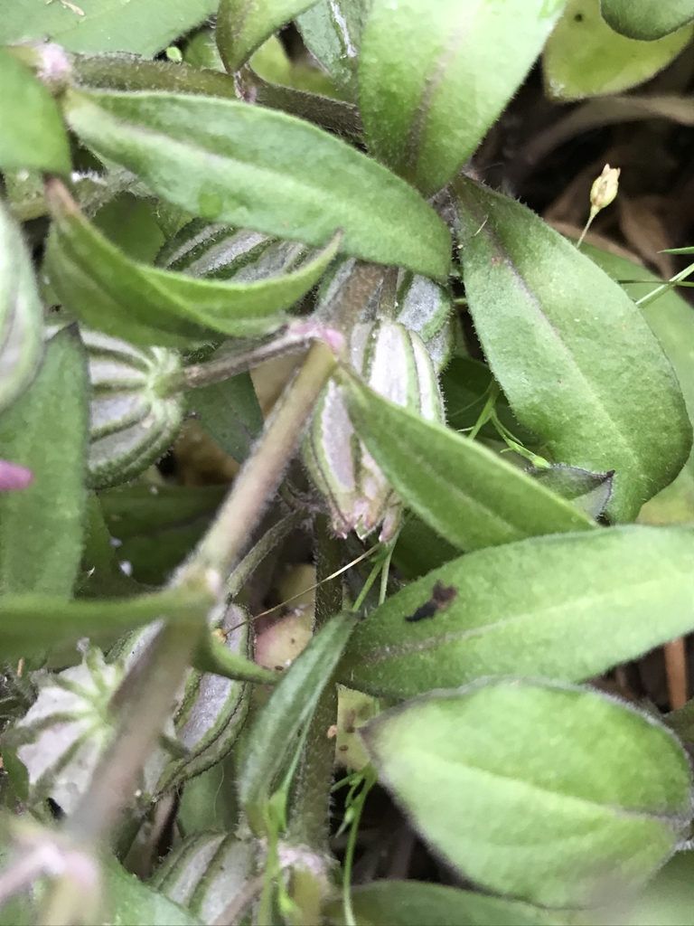 Stem