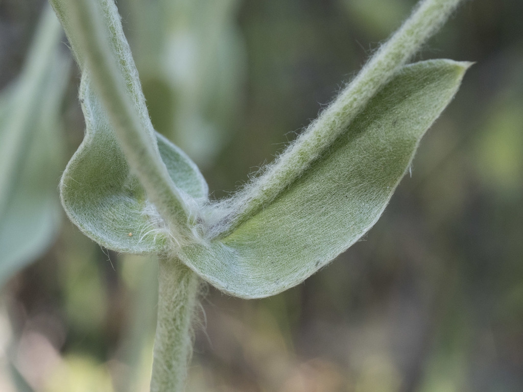 Hairy stems
