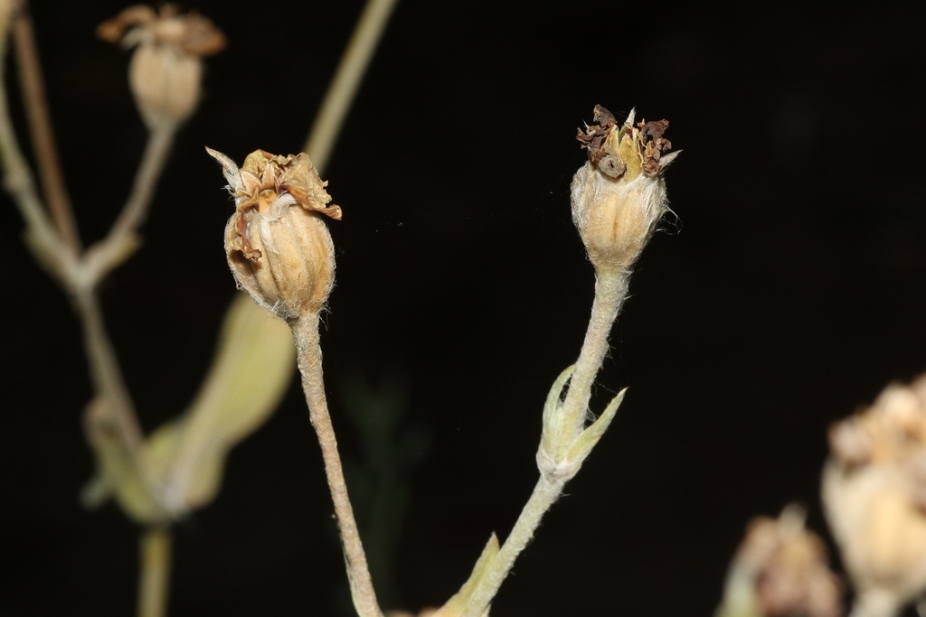 Fruits