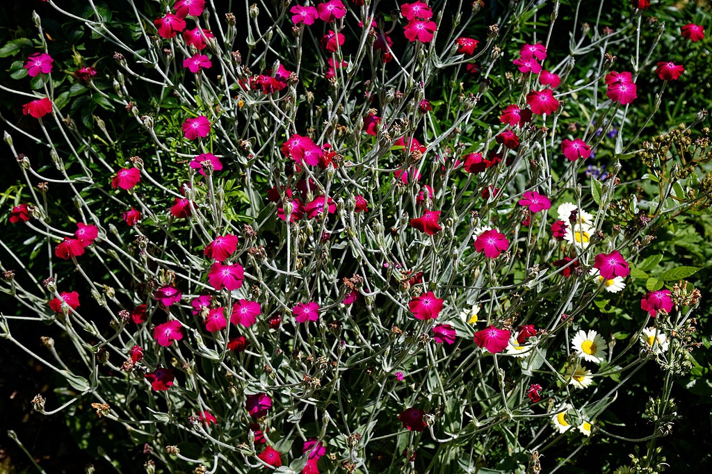 Form