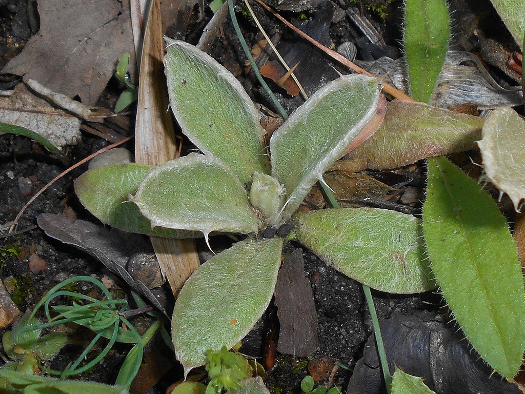Leaves