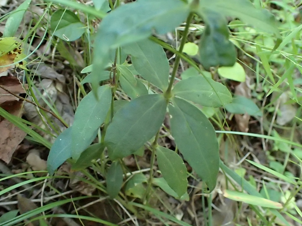 Leaves