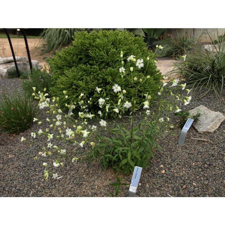 Form