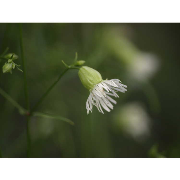 Side of flower