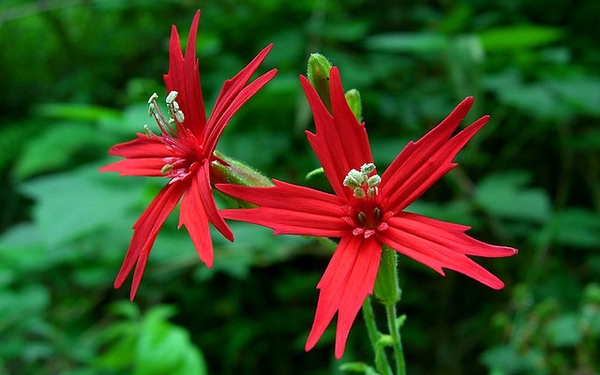 Silene virginica