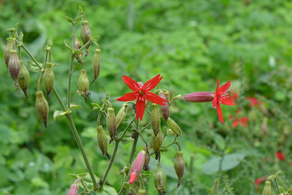 Plant with upright inflorescences bearing red, 5-lobed flowers.