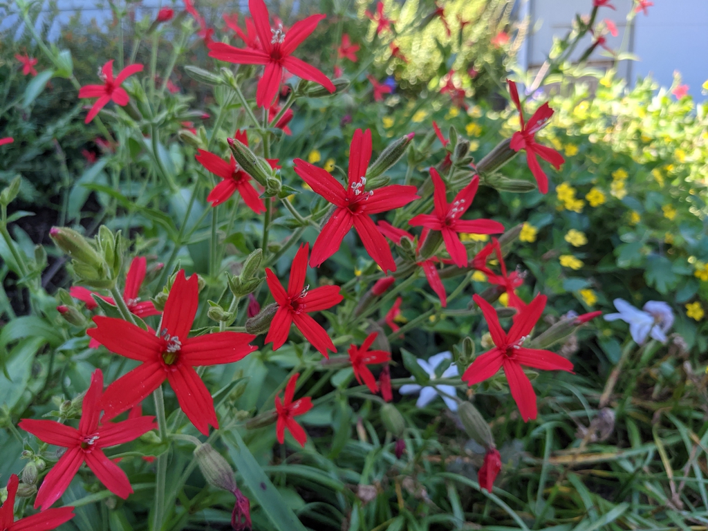 Flower and buds