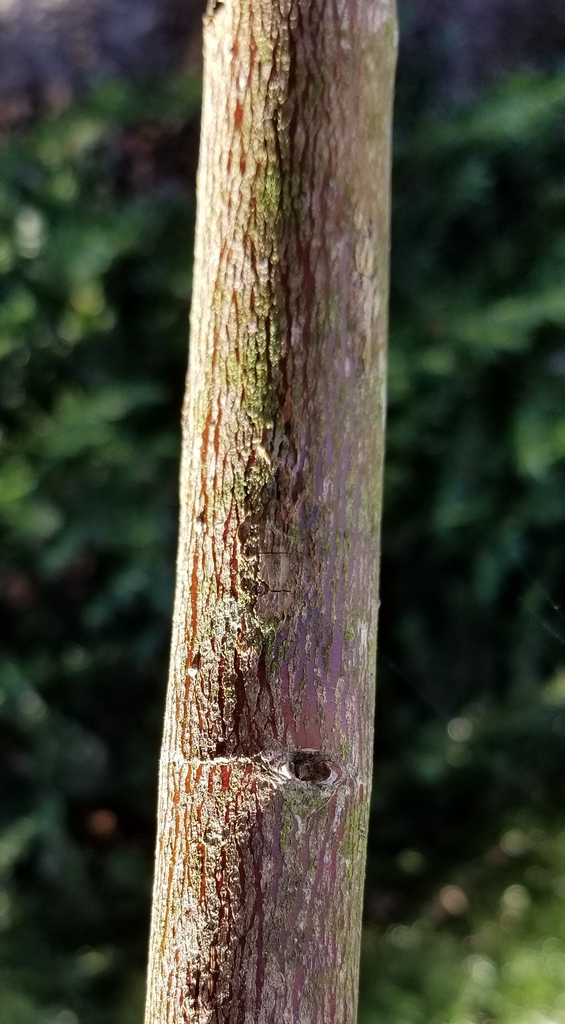 Silky dogwood bark light gray, thin, and smooth