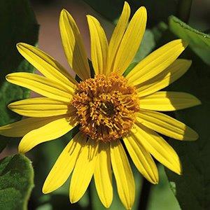 Silphium asteriscus
