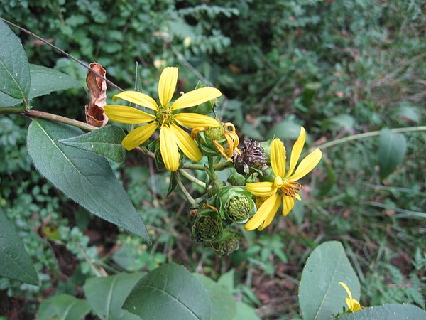 Silphium asteriscus