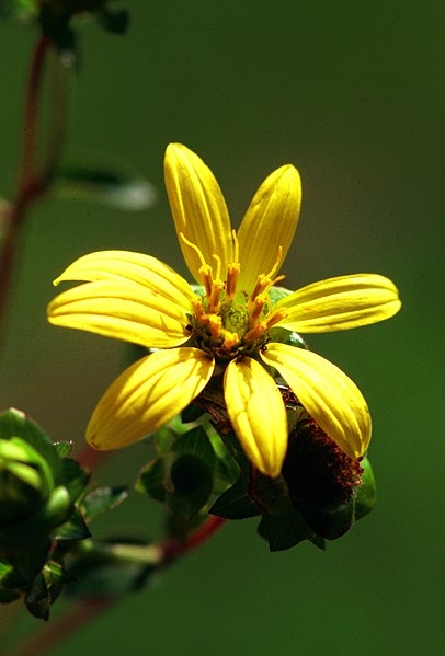 Silphium asteriscus