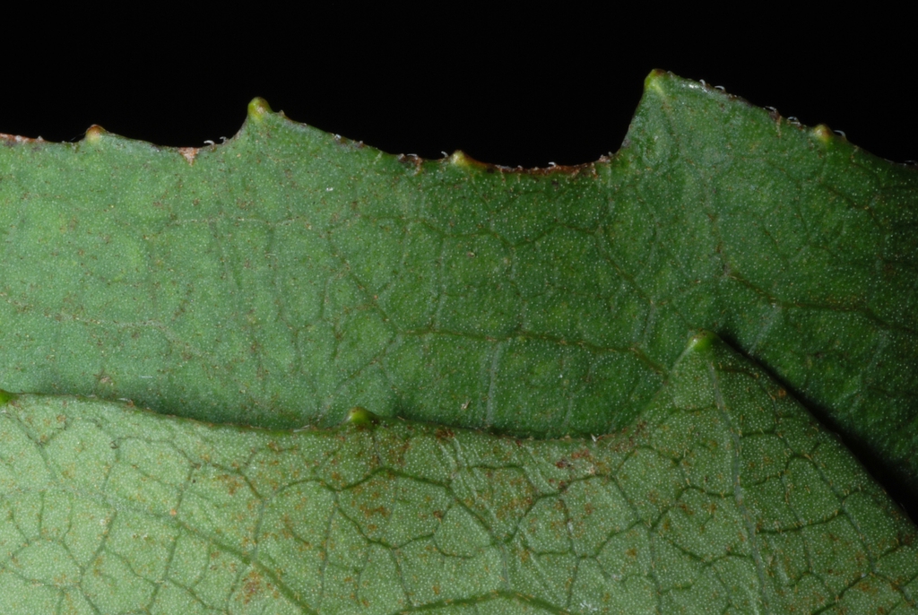 Lobed margin (Pleasant Garden, NC)-Late Summer