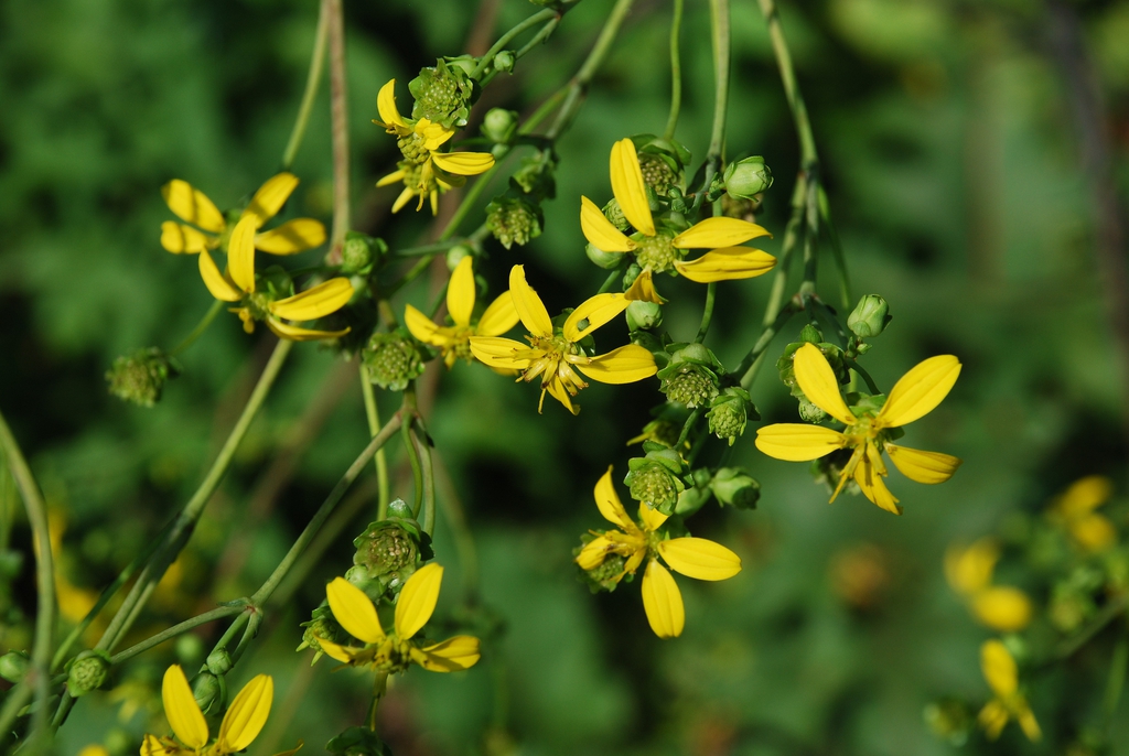 Yellow flowers (Pleasant Garden, NC)-Late Summer