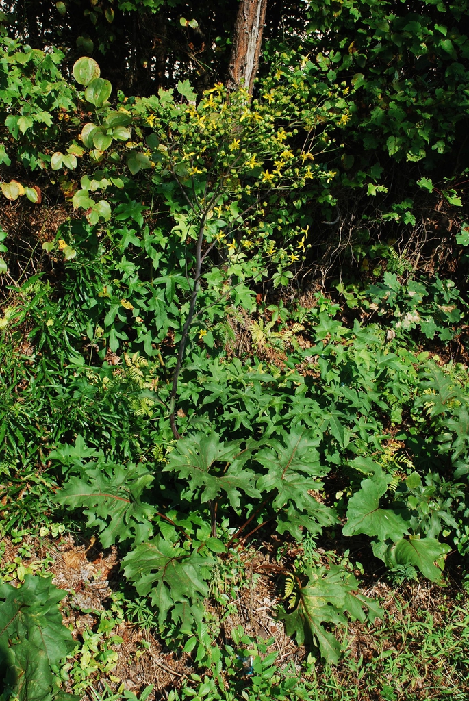 Plant form in bloom (Pleasant Garden, NC)-Late Summer