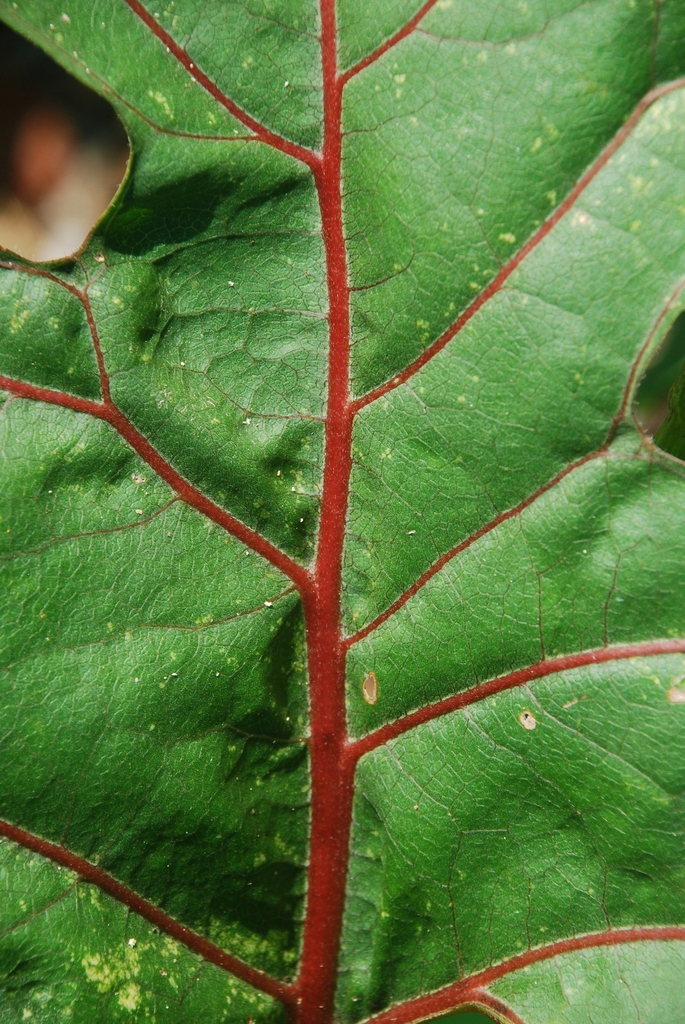 Leave close-up with red midrib (Pleasant Garden, NC)-Late Summer
