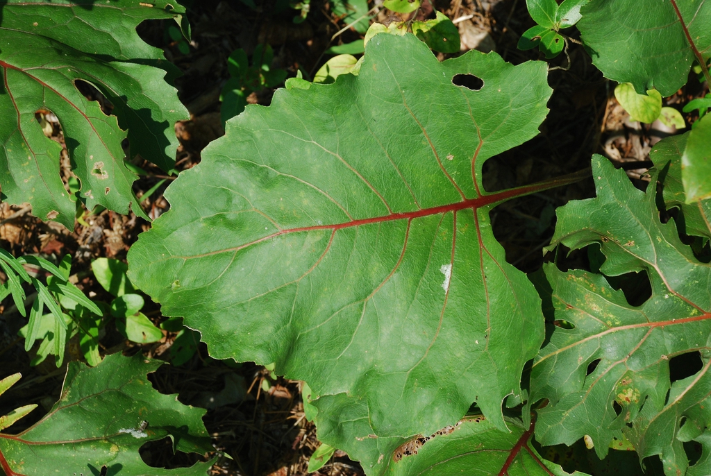 Leaf close-up (Pleasant Garden, NC)-Late Summer