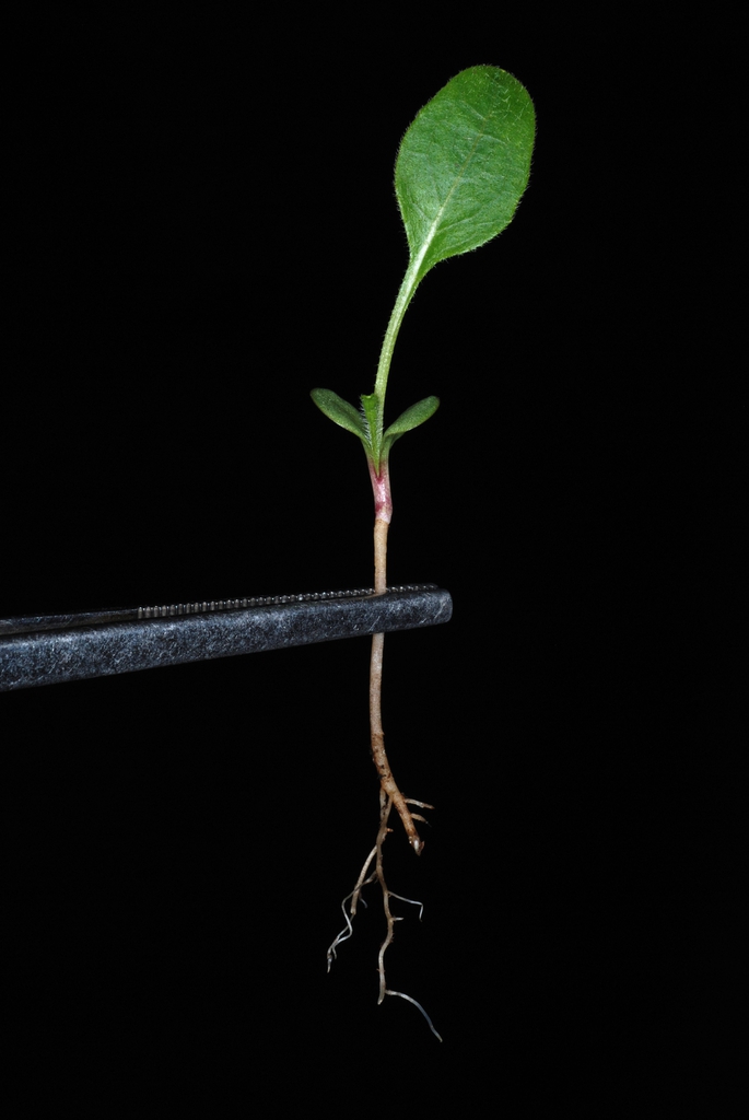 Seedling with tap root (Pleasant Garden, NC)-Late Summer