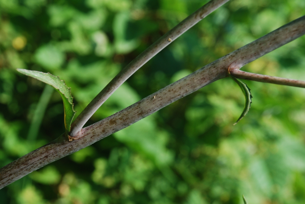 Mottled stems (Pleasant Garden, NC)-Late Summer
