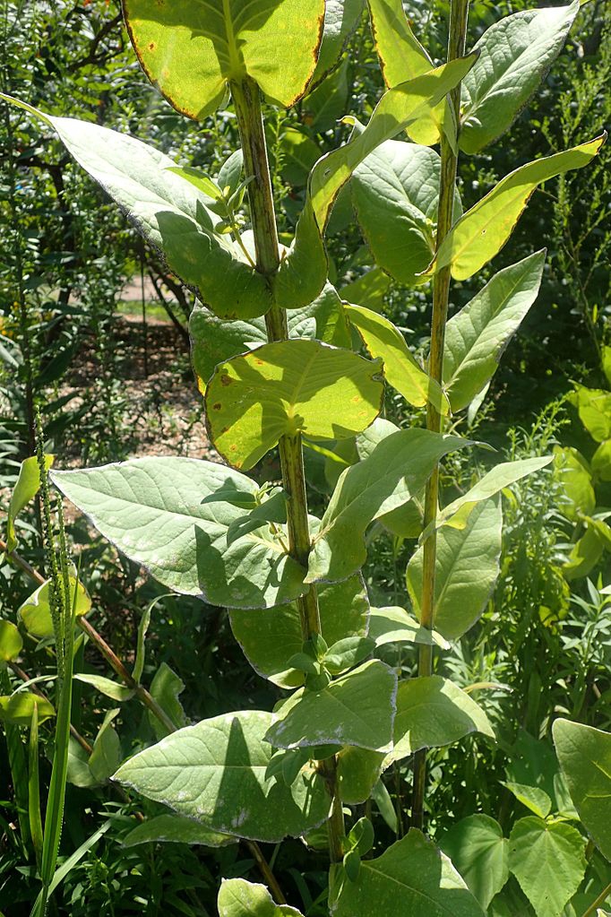 Leaves and stem