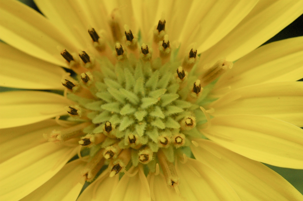 Close up of flower