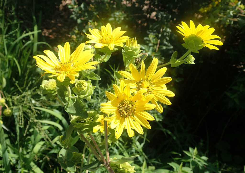 Plant