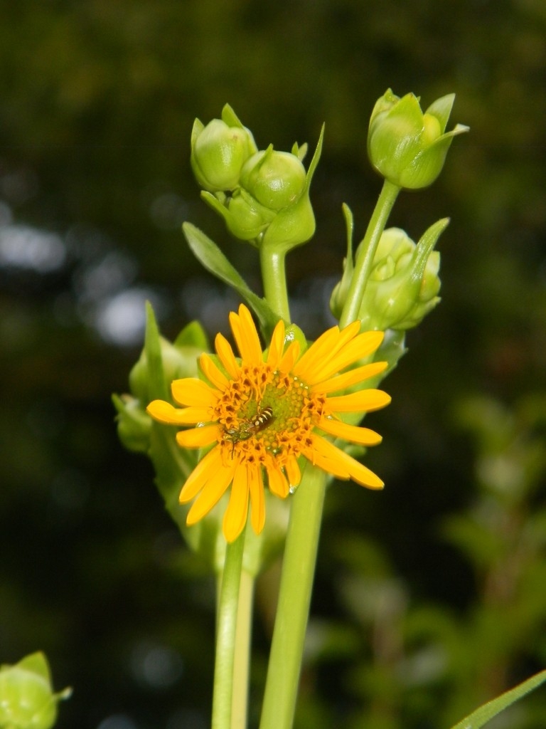 yellow sunflower-like flower with a visiting bee.