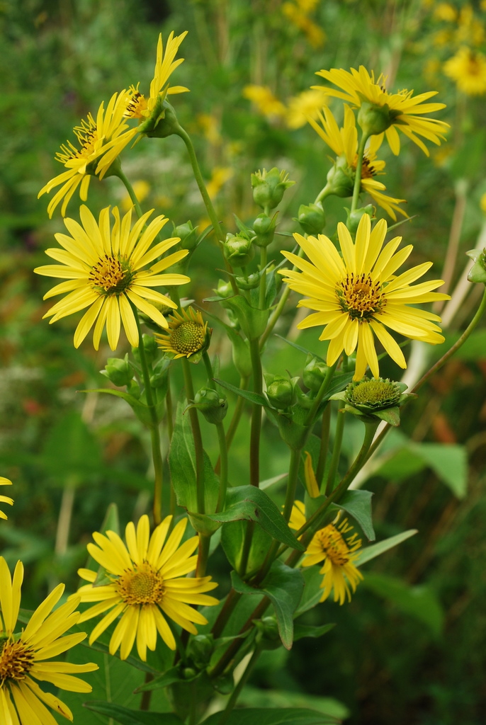 Form in bloom (Niagara Falls, ON)-Late Summer