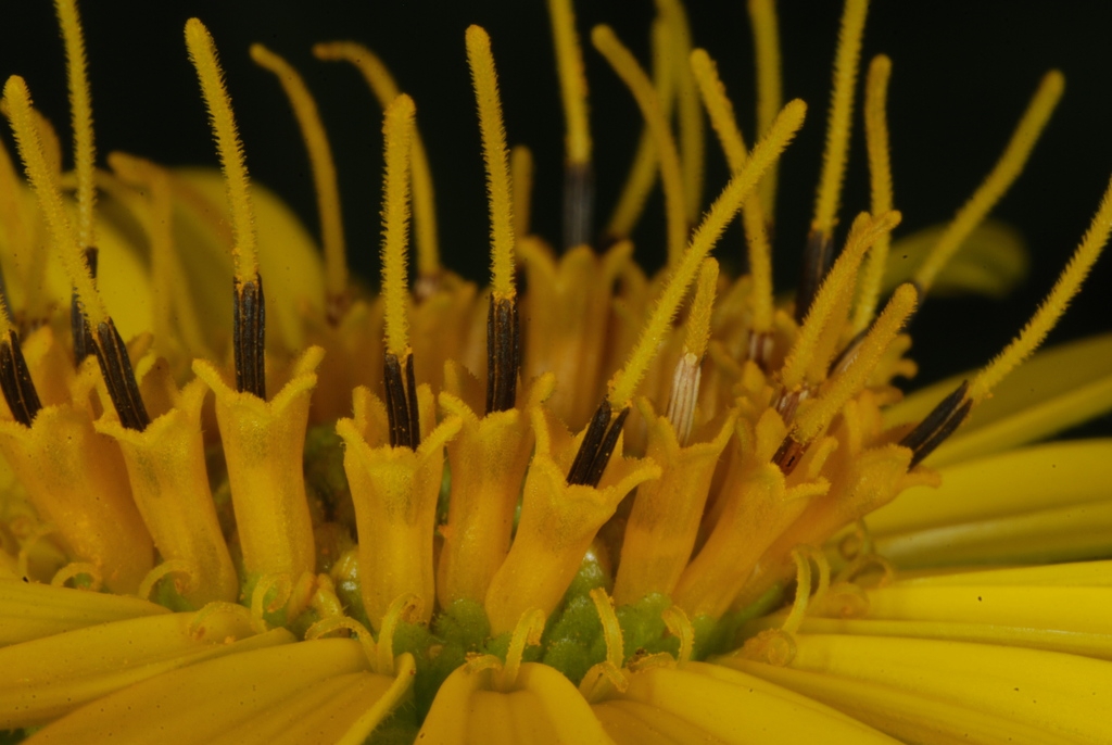 Disc flowers (Niagara Falls, ON)-Late Summer