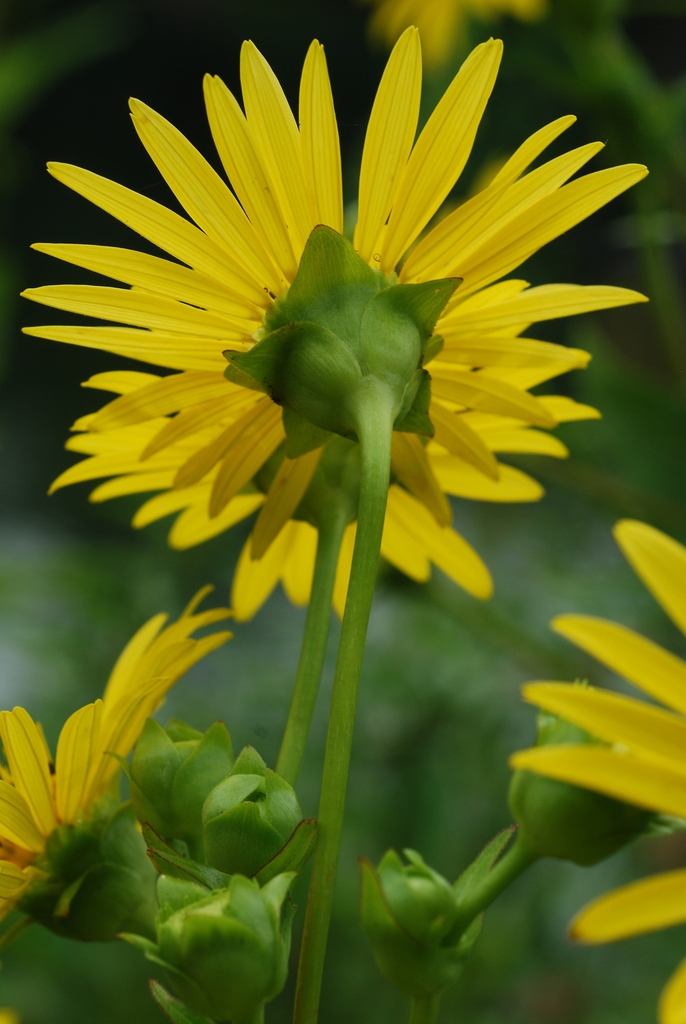 Back of flower (Niagara Falls, ON)-Late Summer