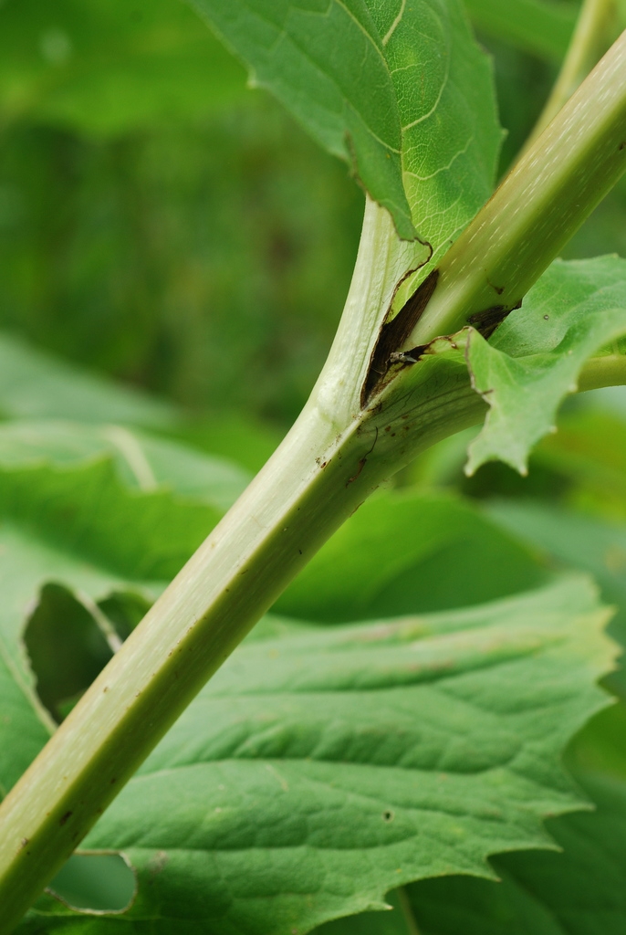 Stem and leaf sheath forming a cup (Niagara Falls, ON)-Late Summ