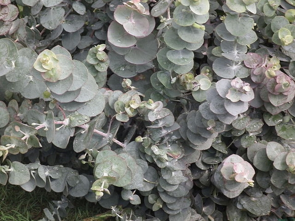 Silvery leaves