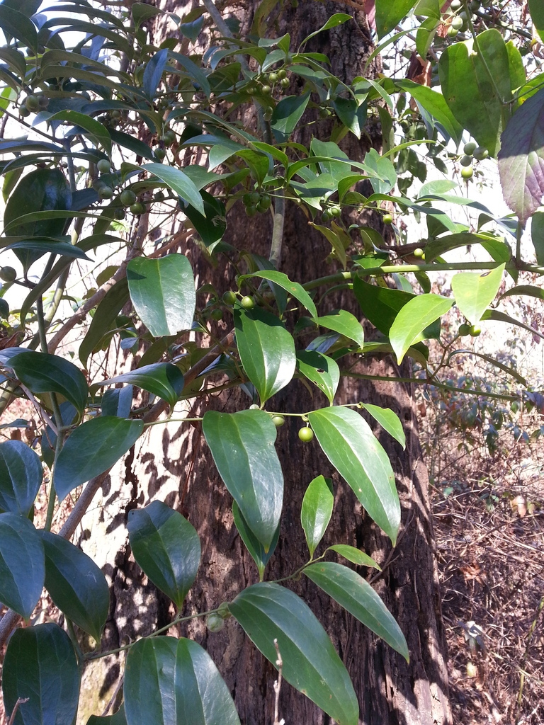 Form