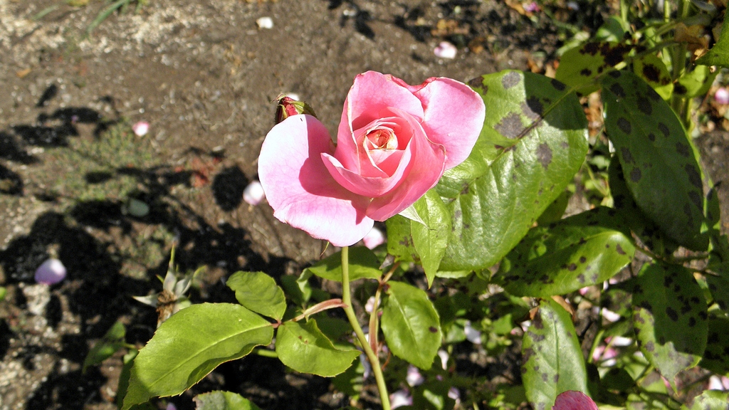 Simplicity Rose flower and leaves