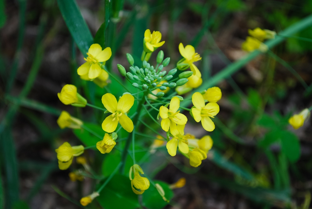 Sinapis arvensis