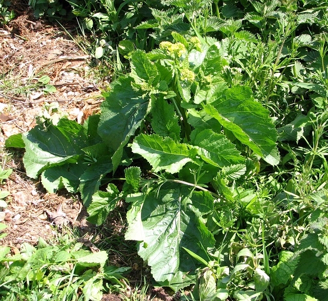 Sinapis arvensis