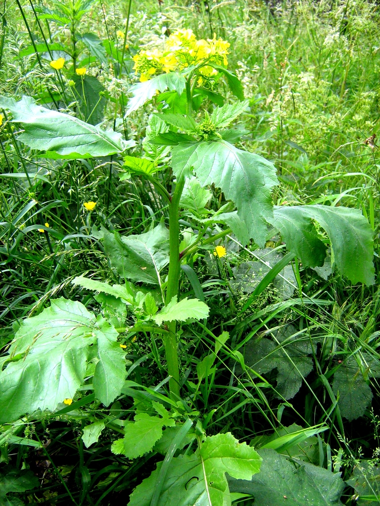 Sinapis arvensis
