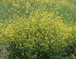 Sinapis arvensis