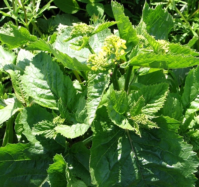 Sinapis arvensis